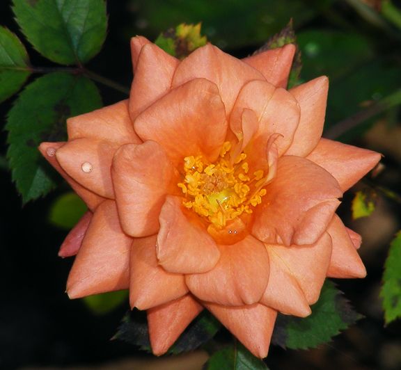 Teddy Bear photo tb2013_09190028_zps0628667b.jpg